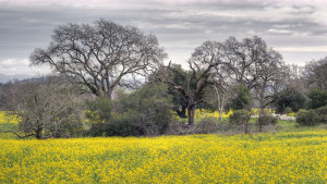 Oak trees image