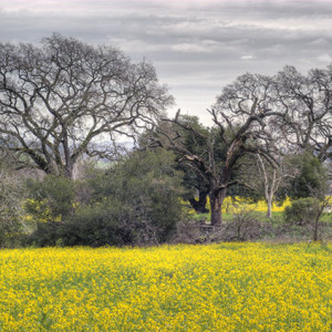 Oak trees image