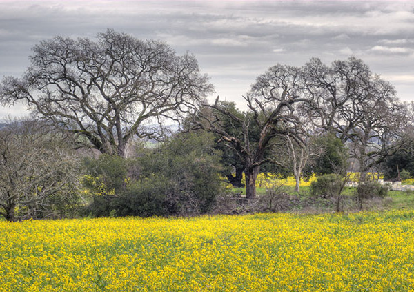 Oak trees image